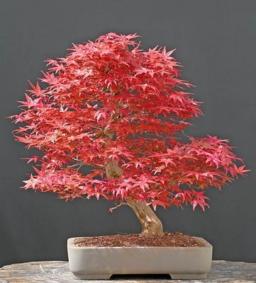 Bonsai Tree Seeds on Seeds For Free From Anyone Who Has A Tree And You Won T Need The
